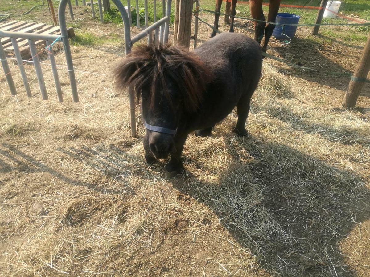 The Horse 호텔 Pogno 외부 사진