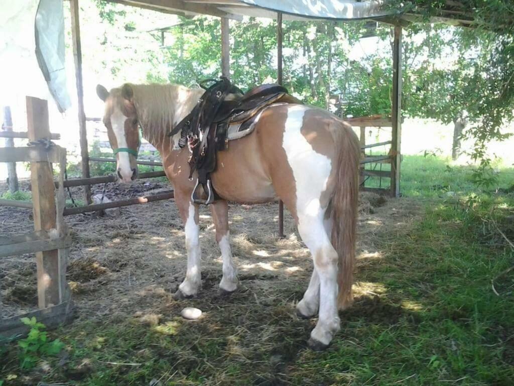 The Horse 호텔 Pogno 외부 사진